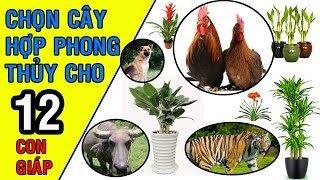 Chọn Đúng Cây Hợp Phong Thủy 12 Con Giáp Sẽ Thu Hút Được Tiền Bạc và Tài Lộc [upl. by Vevine]