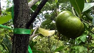 Black Sapote Giant Dalam Pot Diameter 50 cm  Gradaz Farm [upl. by Ritchie]