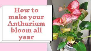 The secret in making my Anthurium bloom all year care tips [upl. by Aurelia423]