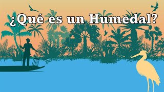 ¿Qué es un humedal Día Mundial de los Humedales [upl. by Inerney]