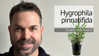 Guía completa sobre Hygrophila Pinnatifida Cultivo cuidados y características [upl. by Sugar248]