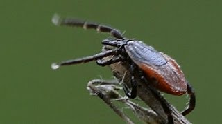 Ixodes ricinus zoekend op grasstengel [upl. by Atinele]