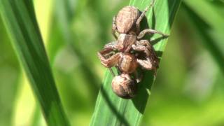 Mating Crab Spiders Thomisidae Xysticus in Romantic Embrace [upl. by Akiemehs]