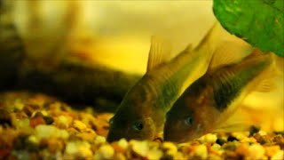 Hints on Breeding Bronze Corydoras Catfish corys [upl. by Frodina]