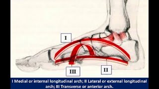 Two Minutes of Anatomy Medial Longitudinal Arch MLA [upl. by Iphigeniah]