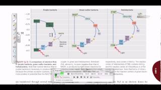 Comparison of electron flow in purple and green sulfur bacteria [upl. by Emoraj]