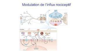 5 Modes daction des médicaments Lexemple des antalgiques [upl. by Lytton632]