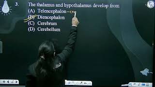 The thalamus and hypothalamus develop from [upl. by Tarah878]