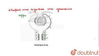 Sketch and label Malpighian body  CLASS 12  MARCH 2018  BIOLOGY  Doubtnut [upl. by Rains]