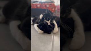 Funny Cat Snuggles funny catvideos shorts [upl. by Yerkovich629]