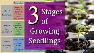 3 Stages of Planting Seedlings for Beginners [upl. by Leuqcar378]