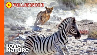 Predator vs Prey on the Africa Savannah  Wildlife Icons Ep105 [upl. by Phippen]