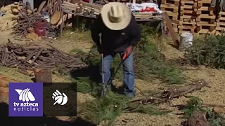 Recicla árboles de navidad para crear esculturas [upl. by Nylzaj]