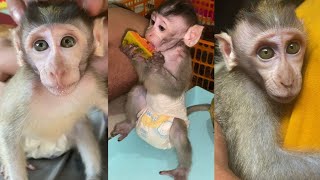 LITTLE MONKEY AND FAVORITE FRUIT babymonkey cutemonkey live [upl. by Eilojne578]