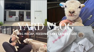 catch ups  wec recap chats baby lambs and geeeee [upl. by Acinoryt233]