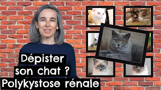 Dépister son chat  Polykystose rénale 🐱 [upl. by Giule]