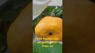 Pumpkin Update July 29th 400 lbs Dont you feel it growing day by day atlanticgiant gardening [upl. by Julissa]