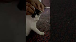 ആഹാഎന്താ സുഖം 😝catmassage cat shorts reels pets nfamilypets [upl. by Austin638]