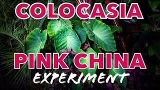 A Colocasia Pink China Experiment [upl. by Judd]