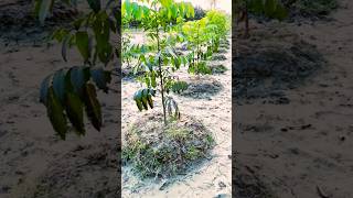 African Mahogany tree plantation shortvideo farming agriculture tree farmingtips [upl. by Barthol429]