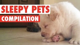 Sleepy Pets Video Compilation 2016 [upl. by Maisel]