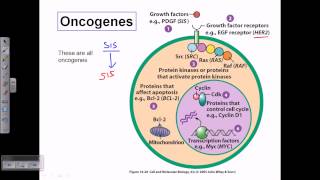 Types of oncogene [upl. by Birecree235]