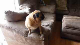 Funny whining Pug [upl. by Judson]