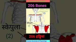 मानव शरीर की 206 हड्डियां  Human Body Total Bones 206 Bones humananatomy hap humanbody 🎯❤️ [upl. by Kurr]