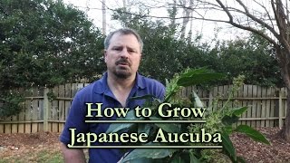 How to grow Japanese Aucuba Evergreen Shade Shrub [upl. by Gore]