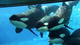 6 Killer Whales in Underwaterviewing Seaworld Orlando [upl. by Ykcul150]