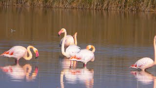 flamenco común Phoenicopterus roseus [upl. by Sisak]