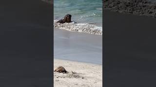 Fighting Sea Lions inside sea and Walking at Seal bay Kangaroo Island South Australia sealions [upl. by Jacklyn204]