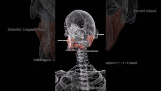 Discover the Wonders of Salivary Glands [upl. by Scoter326]