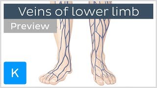 Veins of the lower extremity preview  Human Anatomy  Kenhub [upl. by Shelburne540]