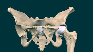 Articulacion de la cadera [upl. by Lanza]