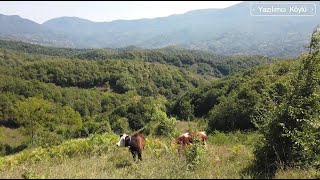 Büyükbaş Hayvanlarımı İlk Defa Meraya Saldım [upl. by Ettenal]