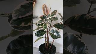 Ficus Tineke Rubber Tree indoorplants rubberplants variegated [upl. by Meek]