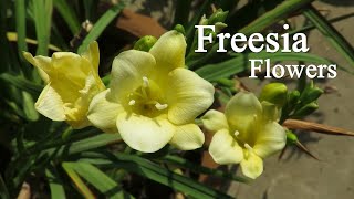 Freesia Flower Freesia Bulb Planting How To Grow Fresia Plants [upl. by Fonseca]