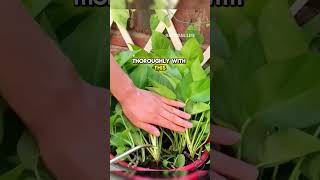 The best tricks for indoor plants usagarden youtubeshorts usa shorts short viralvideo [upl. by Amaleta806]