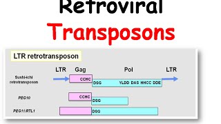 Mechanism of transposition of retroviral transposons [upl. by Aleemaj]