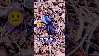 Spawn SPIDERLINGS tarantula ts ytshort [upl. by Janos]