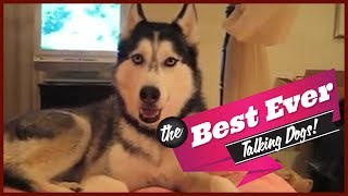 TOP 10 BEST TALKING DOGS EVER [upl. by Ivor]