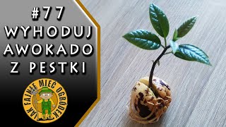 77 Jak wyhodować awokado z pestki [upl. by Omora]