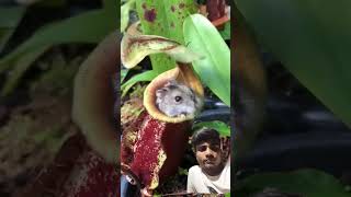 This Pitcher Plant ate my Hamster 😅❤️ nepenthes carnivorousplants animals nature cute shorts [upl. by Enoed]