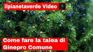 Come riprodurre con la talea il Ginepro Comune  Juniperus Communis [upl. by Eanyl700]