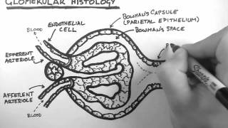 Renal Anatomy 3  Glomerular Histology [upl. by Eidissac]