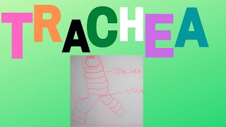 Trachea [upl. by Reiter]