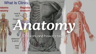 Anatomical TerminologiesDivisionsBranchesterminologíamédica anatomy [upl. by Uball]