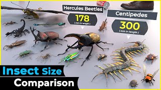 3d size comparison  Insects [upl. by Poll]