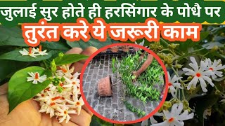 July सुरू होते ही हरसिंगार के पोधे पर तुरंत कीजिए ये जरूरी Homemade Fertilizer For Parijat [upl. by Assille]